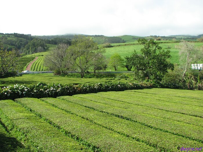 317 Gorreana (Tea) Plantation