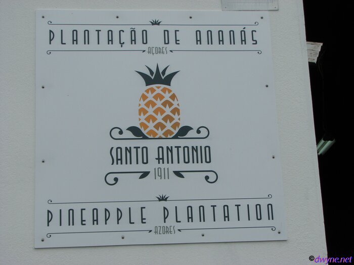 412 Plantacao de Ananas